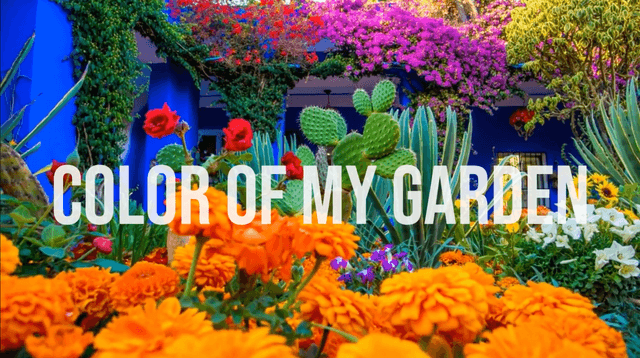 Color of my garden